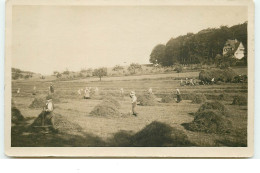 Carte Photo à Localiser - Hommes Et Femmes Ramassant Les Foins Dans Un Champ - To Identify