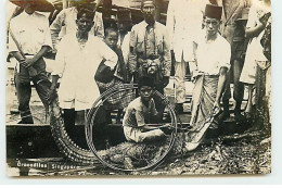 Singapour - Crocodiles - Hommes Autour D'un Crocodile, Un Garçon Assis Sur Son Dos - Singapore