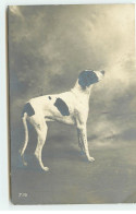 Carte Photo - Chien - Dogs