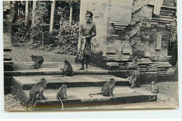 Indonésie - RPPC - Vieil Homme Près De Singes - Indonesien