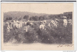 CPA Alpes Maritimes - Cueuillette Des Jasmins - Farmers