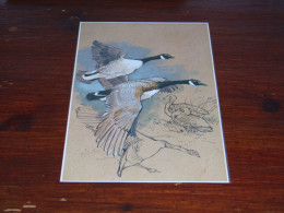 76805-          CA. 11 X 16,5 CM. CARD - VOGELS / BIRDS / VÖGEL / OISEAUX / AVES - Oiseaux