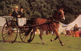 R298870 In The Show Ring. Salmon. Cameracolour. No. 6136321 - Monde
