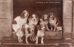 R298668 Waiting At The Early Doors. Long Eared Puppies. Schwerdtfeger. 1912 - Monde