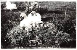 R298096 Abbotsbury Swannery And Nesting Time. No. 10. RP - Monde