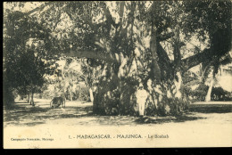 MAJUNGA Le Baobab Compagnie Française 1924 - Madagaskar