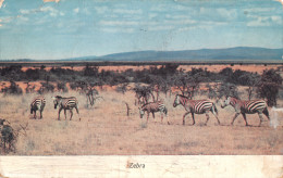 R298306 Zebra. Savanna. Peter Hill. E. A. Colour. No. 18. Robert Maclehose - World