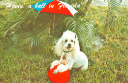 R298526 Poodles. Josh Gordash. Florida Natural Color. No. 210121260 - World