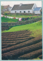 Lazy Beds (potato Fields) In Connemara - Galway