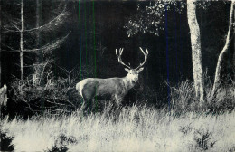 Cerf Dans Le Foret - Other & Unclassified