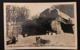 Vincennes - Parc Zoologique Du Bois De Vincennes - 94 - Vincennes