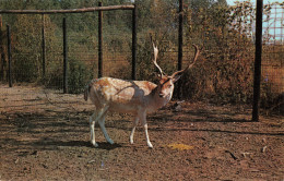 R298675 Buck. Deer. Chucks Color. Lusterchrome. Tichnor Bros - World