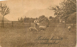 Postcard Hungary Sheep Scene - Hungría