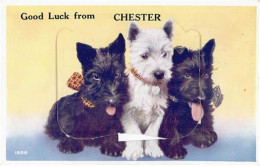 55119921 - Chester - Autres & Non Classés