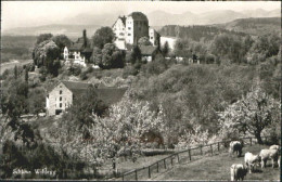 10557145 Wildegg Schloss Wildegg Wildegg - Autres & Non Classés