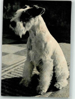 39893221 - Adolf Korsch Verlag - Chiens