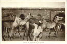 Aden - Group Of Camels - Yemen