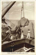 Aden - Camel Passenger On Board - Yémen