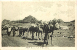 Aden - Camels Ready For The Journey - Yémen
