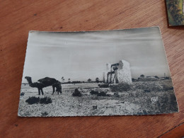 564 //  ILE DE DJERBA / LE PUITS DJERBIEN ET SON CHAMEAU - Tunisie