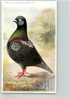 10639421 - LF. Black Mottle Tumbler Sign A. J. Simpson Supplement To The Feathered World 1914 - Sonstige & Ohne Zuordnung