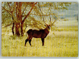 40138021 - Exotische Tiere Wasserbock - Sonstige & Ohne Zuordnung