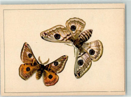 39424221 - Kleiner Nachtpfau Sign.Pia Roshardt Schweizer Wanderkalender 1947 Kuenstlerkarte - Butterflies