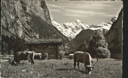 10556134 Lauterbrunnen BE Lauterbrunnen Breithorn X 1952 Lauterbrunnen - Andere & Zonder Classificatie