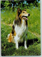 12093321 - Hunde  Collie Ca 1965 AK - Dogs