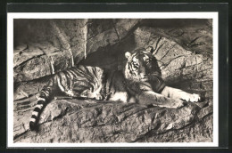 AK Hamburg, Carl Hagenbecks Tierpark Altona-Stellingen, Tiger Auf Dem Felsen  - Tigres