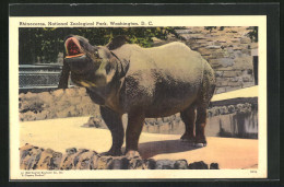 AK Washington D.C., National Zoological Park, Ein Nashorn  - Rinoceronte