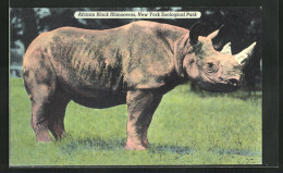 AK New York, Zoological Park, African Black Rhinoceros, Ein Nashorn Auf Der Wiese  - Rhinoceros