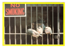 NO SMOKING // SMOKING CHIMP // 1989 - Monos