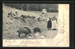 AK Wildfütterung Bei Lichtenau Im Spessart  - Schweine
