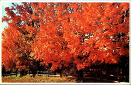 25-5-2024 (6 Z 10 A) USA (posted To Australia 1980's ?) Maple Trees - Trees