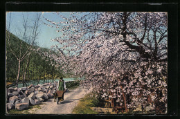 Cartolina Bozen, Frühlingsbild Vom Boznerboden  - Bolzano (Bozen)