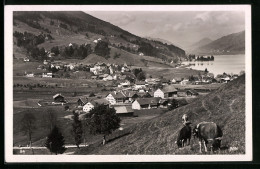 AK Bühl A. Alpsee, Weidende Kühe Oberhalb Der Ortschaft  - Weiden I. D. Oberpfalz