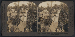 Stereo-Fotografie Keystone View Co., London, Ansicht Jaffa, Kinder Als Orangenpflücker Auf Der Plantage In Palästina  - Stereoscopic