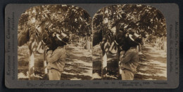 Stereo-Fotografie Keystone View Co., Meadville, Ansicht Barranquilla, Kolumbianischer Bauer Pflückt Papaya Auf Planta  - Stereoscoop