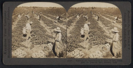 Stereo-Fotografie Keystone View Co., Meadville / PA., Ansicht Brawley, Melonenpflücker Auf Der Plantage In Californien  - Stereo-Photographie