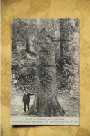 11 - Forêt De CALLONG, Près De QUILLAN, Vue D'un Sapin Mesurant 5 M De Tour Et 50 M De Haut. - Sonstige & Ohne Zuordnung