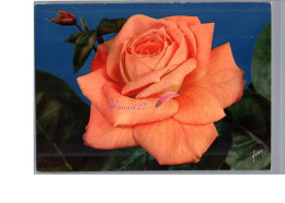 FLEUR FLOWER - Rose Orange Rosier Fantan Meilland - Flores