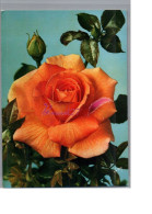 FLEUR FLOWER - Une Rose Orange Avec Son Bouton Bettina Meilland - Fleurs