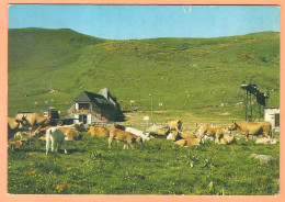 Ppgf/ CPSM Grand Format - CANTAL - PATURAGE AU COL DE PRAT DU BOUC - Troupeau De Vaches - Sonstige & Ohne Zuordnung