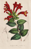 Aeschynanthus Pulcher - India Java Malaysia Philippines / Flower Blume Flowers Blumen / Pflanze Planzen Plant - Estampes & Gravures