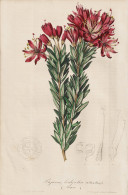 Bejaria (befaria) Ledifolia - Columbia Kolumbien / Flower Blume Flowers Blumen / Pflanze Planzen Plant Plants - Prints & Engravings