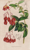 Begonia Fuchsioides - India Indien / Begonie / Flower Blume Flowers Blumen / Pflanze Planzen Plant Plants / Bo - Estampes & Gravures