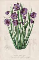 Sisyrinchium Douglasii - Olsynium Douglasii / Douglas' Olsynium Douglas' Grasswidow / Flower Blume Flowers Blu - Stampe & Incisioni