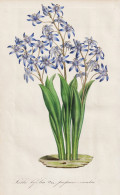 Scilla Bifolia Var. Purpureo-caerulea - Alpine Squill Zweiblättriger Blaustern  / Flower Blume Flowers Blumen - Stiche & Gravuren
