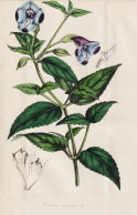 Torenia Asiatica - Wishbone Flowers Bluewings / India Indien Asia Asien / Flower Blume Flowers Blumen / Pflanz - Estampas & Grabados